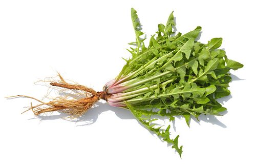 Dandelion Root v zxcvbnmqwert